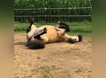 Andalusier, Wallach, 17 Jahre, 156 cm, Buckskin