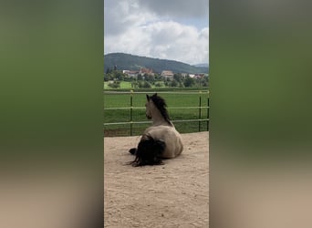 Andalusier, Wallach, 17 Jahre, 156 cm, Buckskin