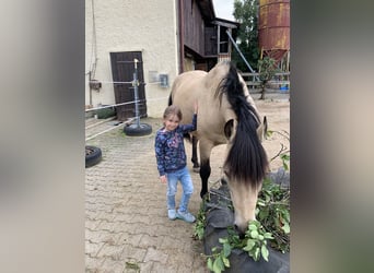 Andalusier, Wallach, 17 Jahre, 156 cm, Buckskin