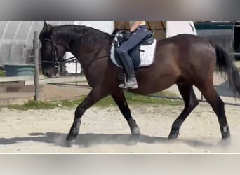 Andalusier, Wallach, 17 Jahre, 164 cm, Rappe