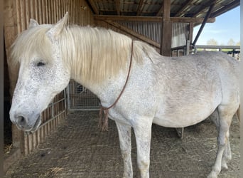 Andalusier, Wallach, 17 Jahre, 165 cm, Fliegenschimmel