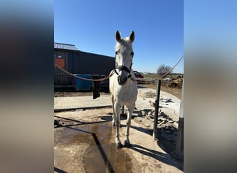 Andalusier Mix, Wallach, 17 Jahre, 165 cm, Schimmel