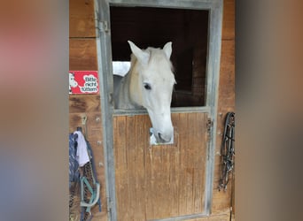 Andalusier, Wallach, 17 Jahre, 170 cm, Schimmel