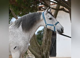 Andalusier Mix, Wallach, 18 Jahre, 154 cm, Schimmel