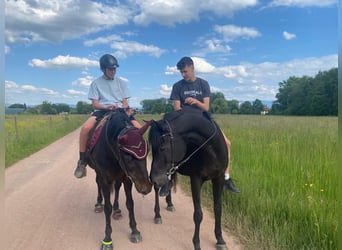 Andalusier, Wallach, 18 Jahre
