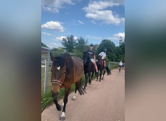 Andalusier, Wallach, 18 Jahre