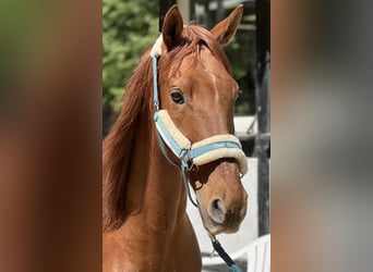 Andalusier, Wallach, 19 Jahre, 158 cm, Fuchs