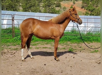 Andalusier Mix, Wallach, 1 Jahr, 142 cm, Rotfuchs