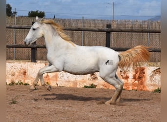 Andalusier, Wallach, 1 Jahr, 162 cm, Schimmel
