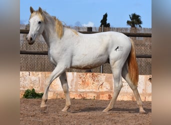 Andalusier, Wallach, 1 Jahr, 162 cm, Schimmel