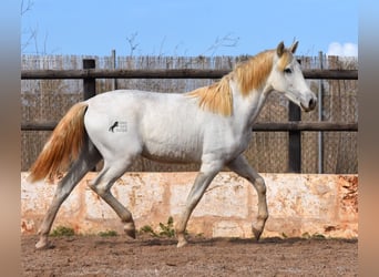 Andalusier, Wallach, 1 Jahr, 162 cm, Schimmel