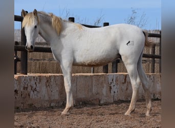 Andalusier, Wallach, 1 Jahr, 162 cm, Schimmel