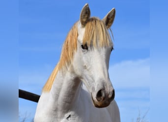 Andalusier, Wallach, 1 Jahr, 162 cm, Schimmel