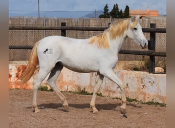 Andalusier, Wallach, 1 Jahr, 162 cm, Schimmel