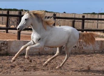 Andalusier, Wallach, 1 Jahr, 162 cm, Schimmel
