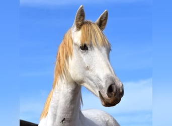 Andalusier, Wallach, 1 Jahr, 162 cm, Schimmel