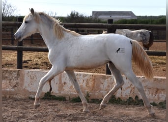 Andalusier, Wallach, 1 Jahr, 162 cm, Schimmel