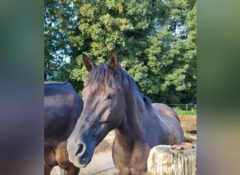 Andalusier Mix, Wallach, 20 Jahre, 158 cm, Rappe