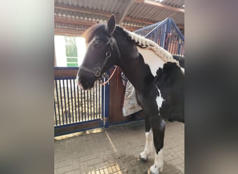 Andalusier Mix, Wallach, 26 Jahre, 160 cm