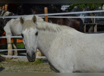 Andalusier Mix, Wallach, 29 Jahre, 140 cm, Schimmel