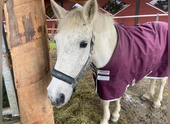 Andalusier Mix, Wallach, 29 Jahre, 140 cm, Schimmel
