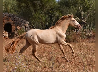 Andalusier, Wallach, 2 Jahre, 149 cm, Perlino