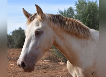 Andalusier, Wallach, 2 Jahre, 149 cm, Perlino