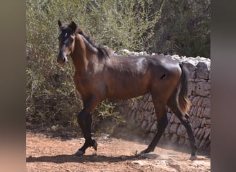Andalusier, Wallach, 2 Jahre, 149 cm, Schimmel