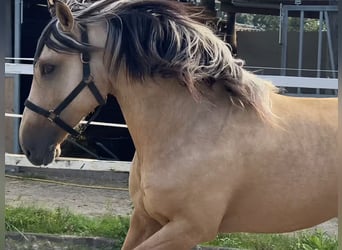 Andalusier, Wallach, 2 Jahre, 151 cm, Buckskin