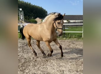 Andalusier, Wallach, 2 Jahre, 151 cm, Buckskin