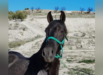 Andalusier, Wallach, 2 Jahre, 154 cm, Rappe