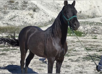 Andalusier, Wallach, 2 Jahre, 154 cm, Rappe