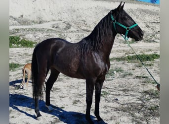 Andalusier, Wallach, 2 Jahre, 154 cm, Rappe
