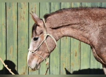 Andalusier, Wallach, 2 Jahre, 154 cm, Schimmel