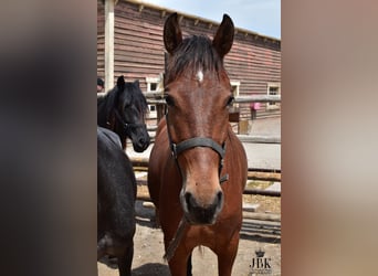 Andalusier, Wallach, 2 Jahre, 156 cm, Brauner