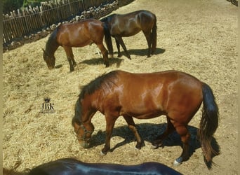 Andalusier, Wallach, 2 Jahre, 156 cm, Brauner