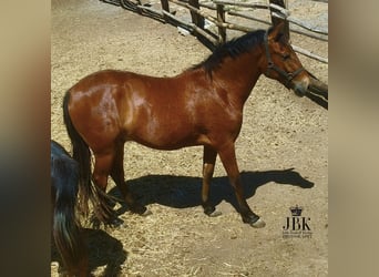 Andalusier, Wallach, 2 Jahre, 156 cm, Brauner