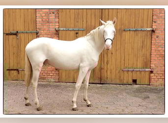 Andalusier, Wallach, 2 Jahre, 157 cm, Cremello