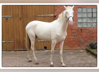 Andalusier, Wallach, 2 Jahre, 157 cm, Cremello