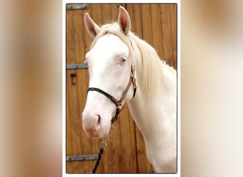 Andalusier, Wallach, 2 Jahre, 157 cm, Cremello