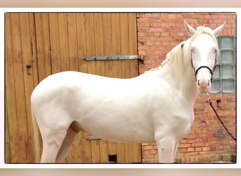 Andalusier, Wallach, 2 Jahre, 157 cm, Cremello