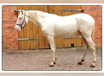 Andalusier, Wallach, 2 Jahre, 157 cm, Cremello