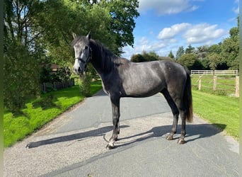 Andalusier, Wallach, 2 Jahre, 157 cm, Rappschimmel