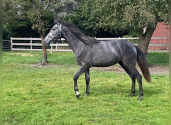 Andalusier, Wallach, 2 Jahre, 157 cm, Rappschimmel