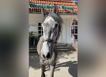 Andalusier, Wallach, 2 Jahre, 157 cm, Rappschimmel