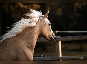 Andalusier Mix, Wallach, 2 Jahre, 159 cm, Palomino