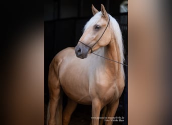 Andalusier Mix, Wallach, 2 Jahre, 159 cm, Palomino