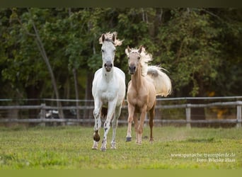 Andalusier Mix, Wallach, 2 Jahre, 159 cm, Palomino