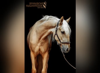 Andalusier Mix, Wallach, 2 Jahre, 159 cm, Palomino