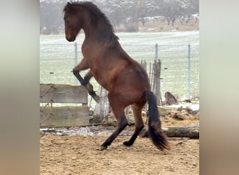 Andalusier, Wallach, 2 Jahre, 160 cm, Brauner